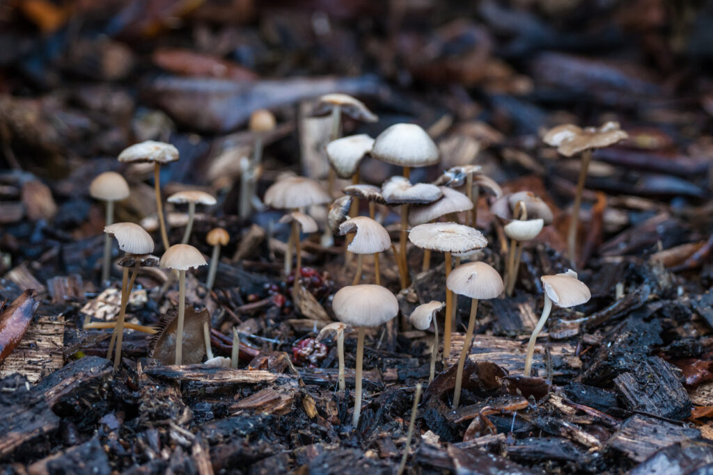 mushrooms growing in the forest - mushroom compost is made from growing mushrooms in a substrate and then repurposing the remaining material as compost