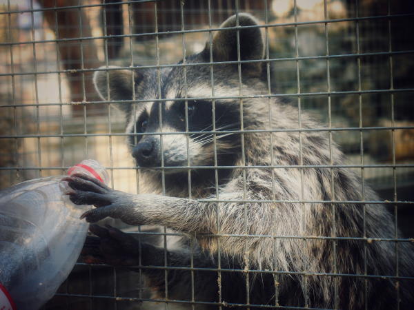 racoon grabbing trash through a fence.  Composting pasta can attract pests if you're not careful