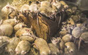 rats on wood.  Composting animal products will often attract pests