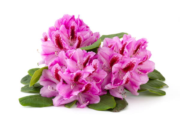 rhododendron - one of the plants that aren't good with mushroom compost due to the high salt content