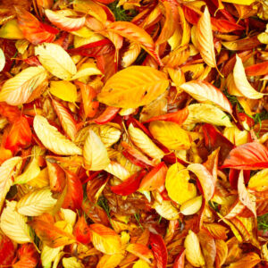 bed of autumn leaves