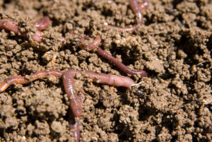 worms used for vermicomposting