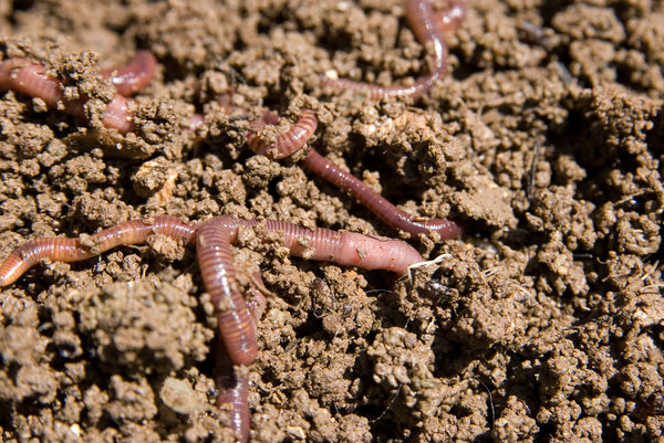 worms used for vermicomposting