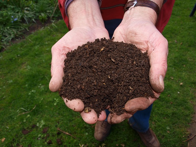fresh compost potting soil in gardener's hands
