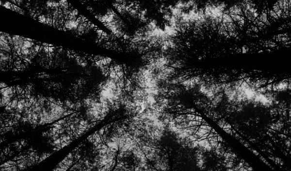 grayscale photo of pine trees from underneath