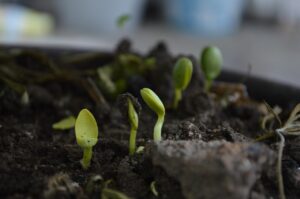 plants sprouting in compost - can you plant directly into compost
