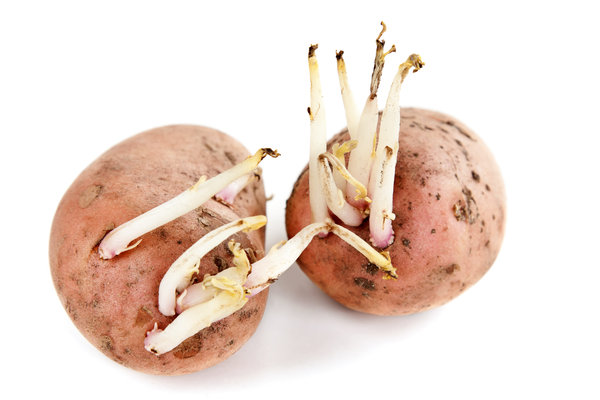 potato sprouts
