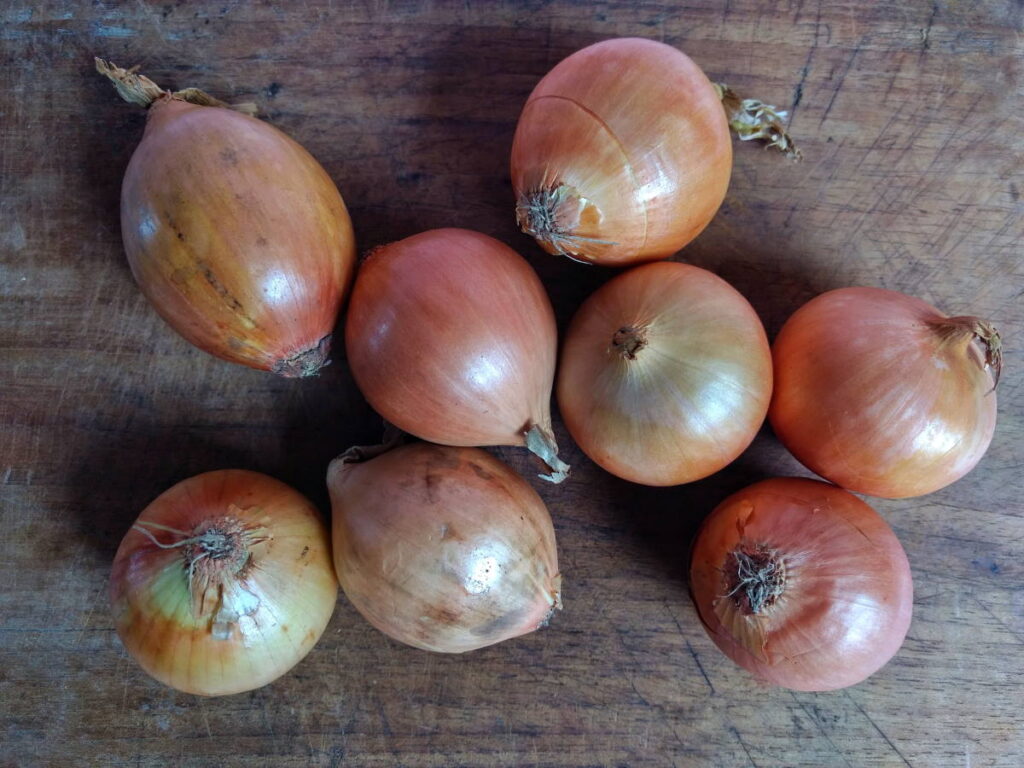 red and white onion bulbs - can you compost onions?