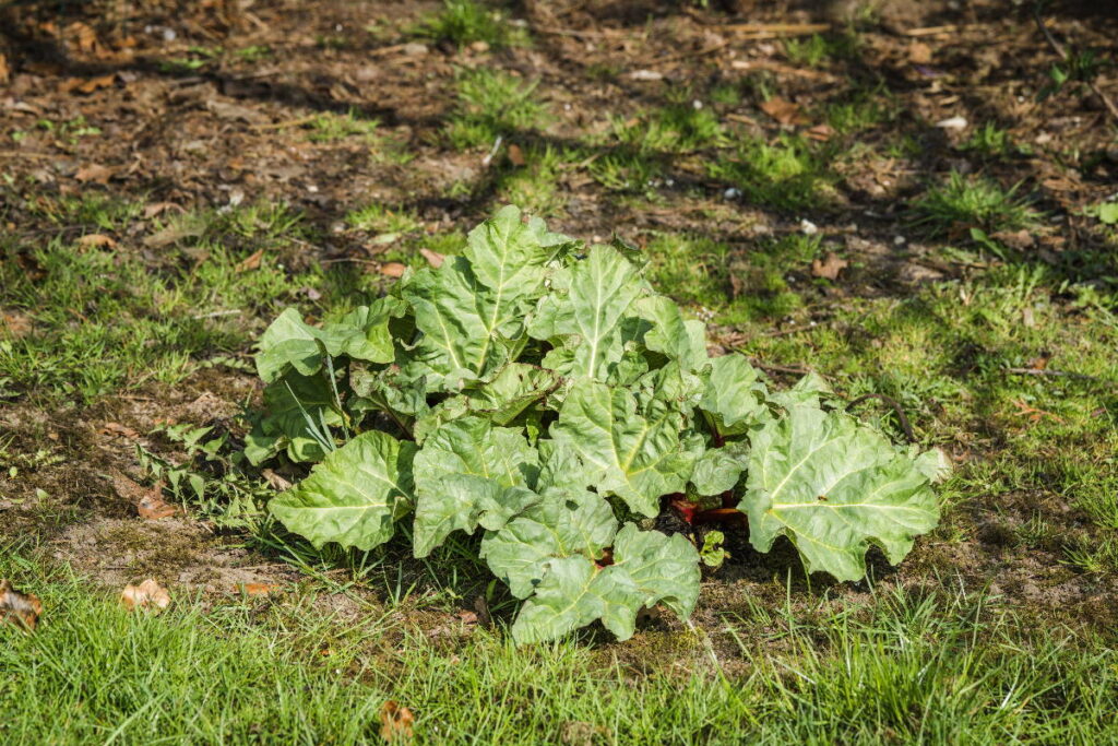 rhubarb plant growing in garden - can you compost rhubarb leaves?