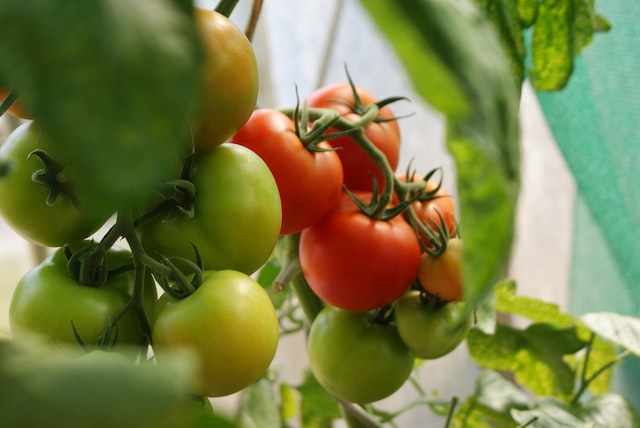 tomato plants growing in garden
