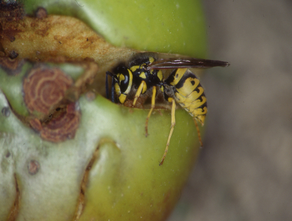 Wasp Eats Apples on Fallen Fruit