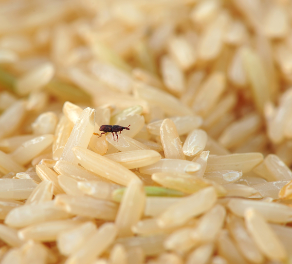 Weevil in rice, can also be seen in flour