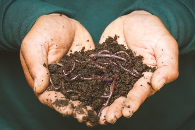 someone holding red wiggler worms which can be used in vermicomposting