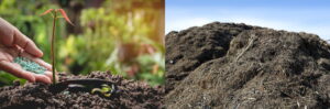 compost vs fertilizer