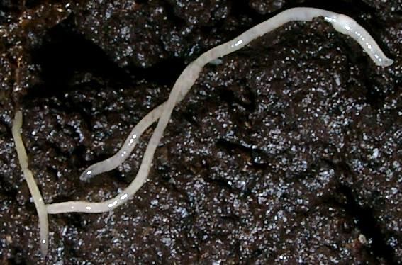 Enchytraeus albidus - pot worms