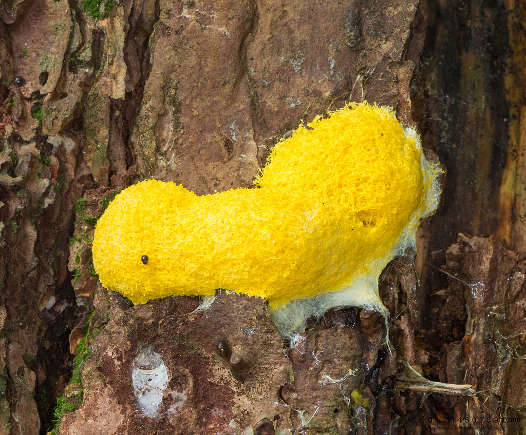 Dog Vomit Mold on a tree