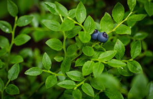 a blueberry plant with a few blueberries - given the unique needs of blueberry plants how do we go about creating compost for blueberries?