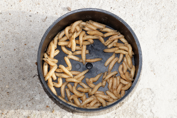maggots crawling in a bowl