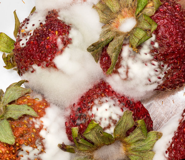 closeup of moldy strawberries
