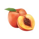 drawing of a peach pit