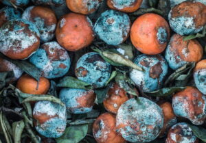 Rotting Fruit Texture Background - is compost in mold dangerous