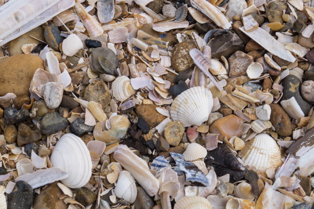 white and brown broken seashells, including clam shells on sand