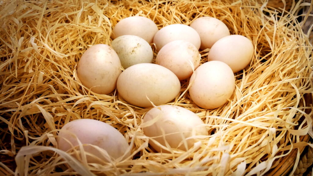 white eggs on a brown nest - can you compost eggs?