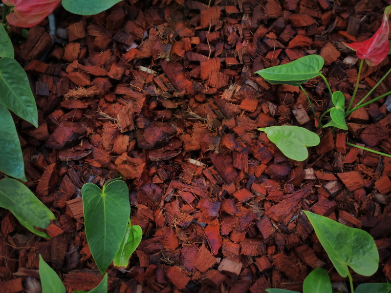Green leaves on brown dried leaves