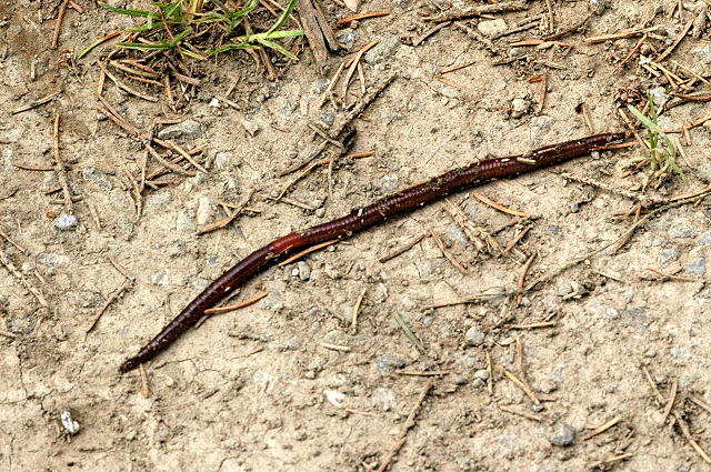 lumbricus rebellus - driftworm on the ground