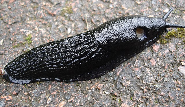 black slug