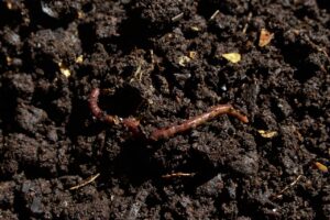 a compost worm moving through compost