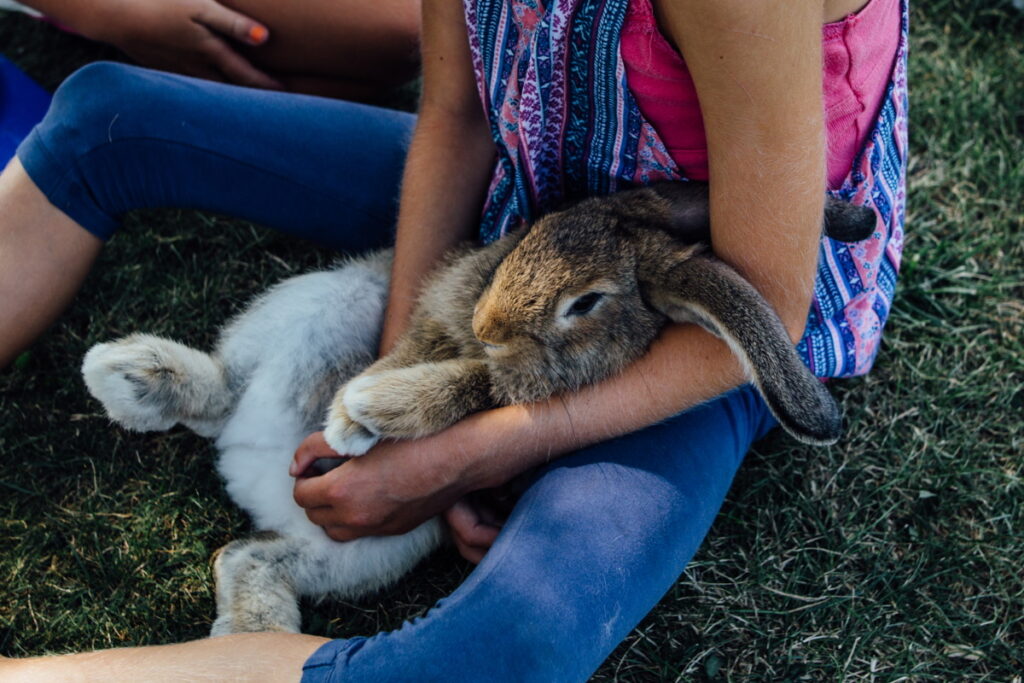 person holding pet rabbit - can you compost rabbit poop from a pet rabbit?