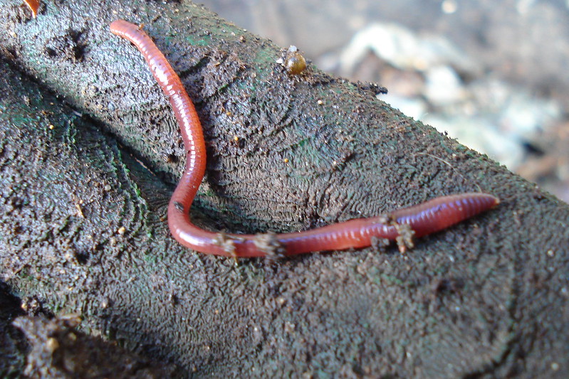 red wiggler worms - you can buy compost worms of different types. Red wiggler worms are the most common