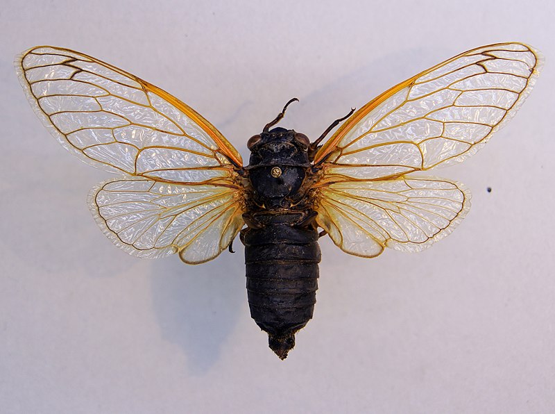 full-size cicada with winds spread
