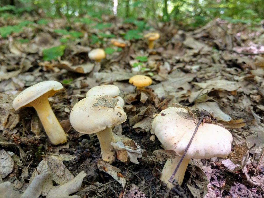 Can you compost mushrooms? white mushrooms on brown soil