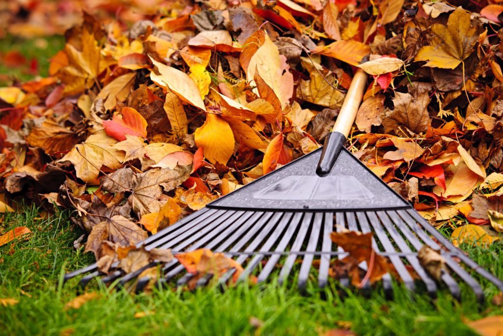 Pile of leaves with rake - can you compost leaves